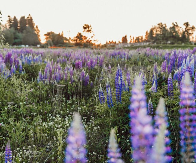 lavendelveld